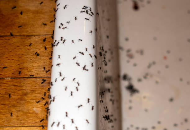Best Affordable Pest Control Services  in Snyderville, UT