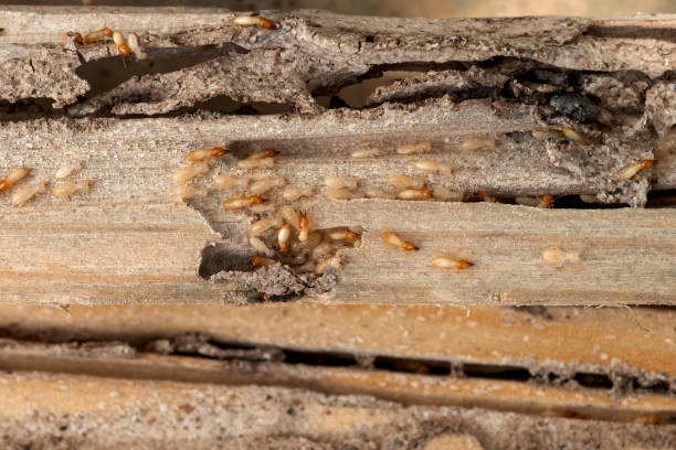 Best Pest Prevention Services  in Snyderville, UT