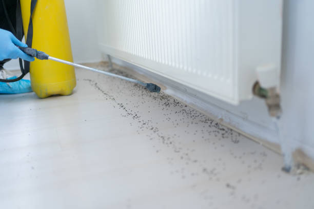 Best Termite Control Services  in Snyderville, UT